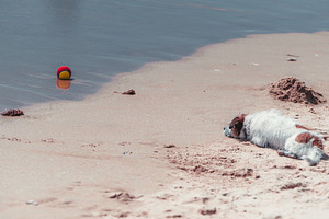 Dog Watching Ball at Shore, an Animal Photo by SkyNext
