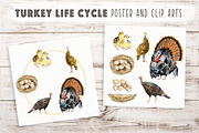Turkey Life Cycle Clip Arts & Poster, an Illustration by Tati Bordiu (Thumbnail 1 of 4)
