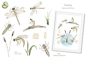 Watercolor Insects Life Cycle, an Education Illustration by MayaNavits (Thumbnail 8 of 18)