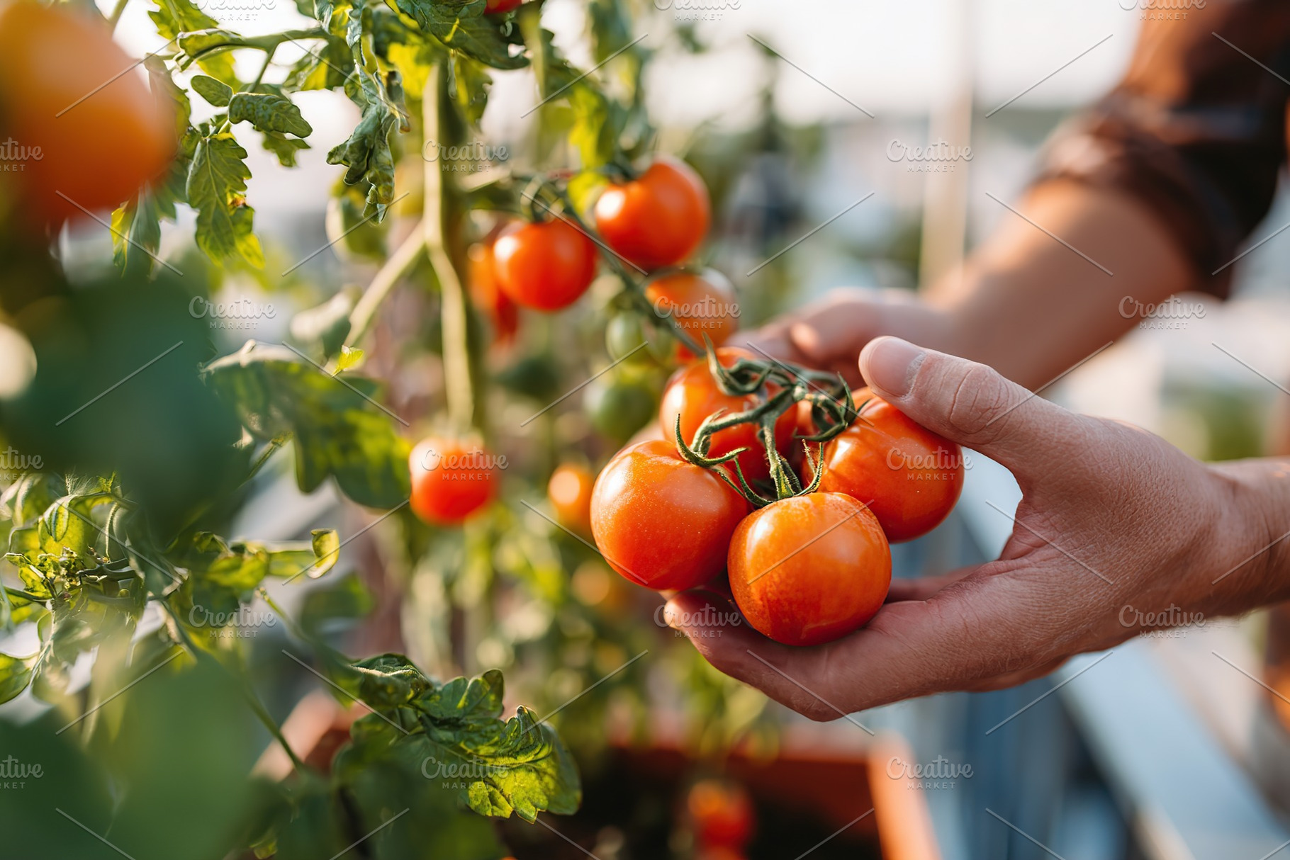 Harvesting ripe tomatoes from balcony garden in the early evening light, a Food & Drink Photo by AlyaAnd