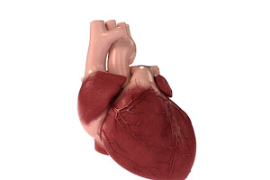 Detailed 3D Human Heart