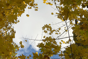 A view of autumn leaves against a cloudy sky, showcasing vibrant yellow foliage, a Nature Photo by Textures & Backgrounds