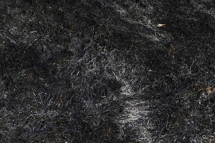 Consequences of a forest fire, a Nature Photo by Schreibikus