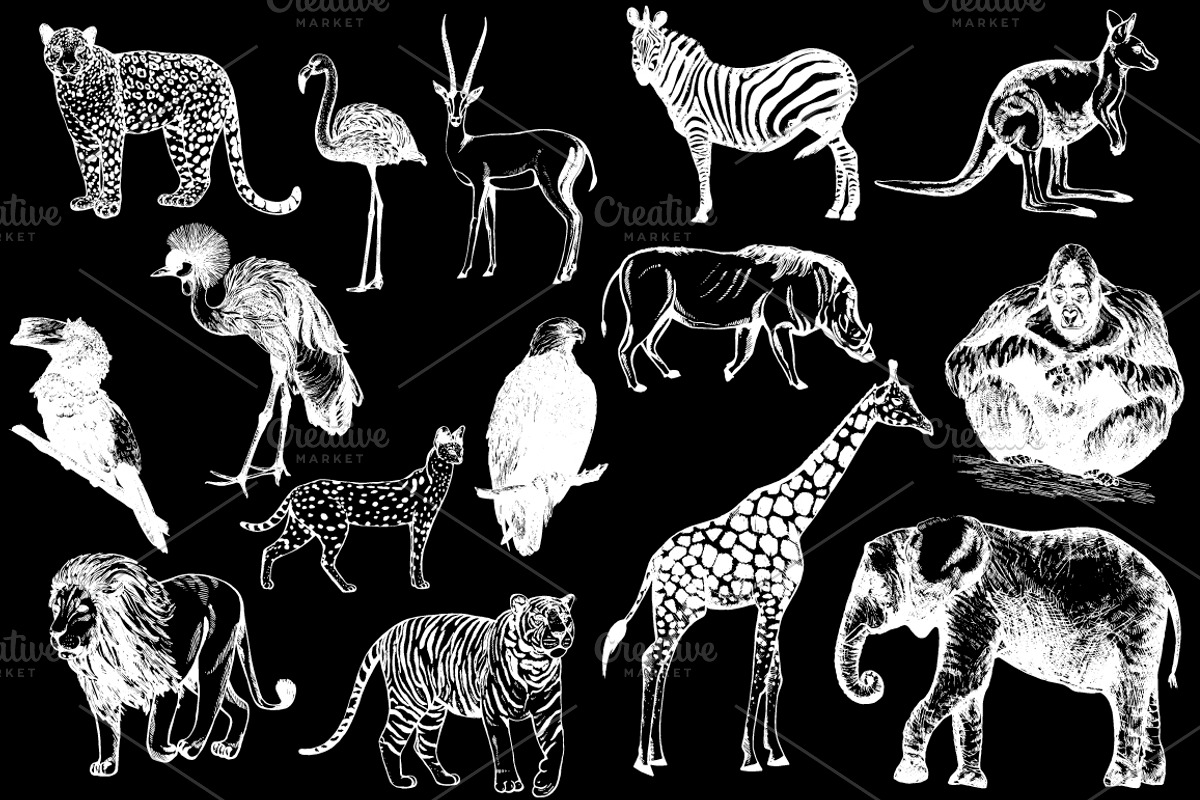Animals, an Animal Illustration by Ecaterina Sciuchina (Photo 2 of 5)
