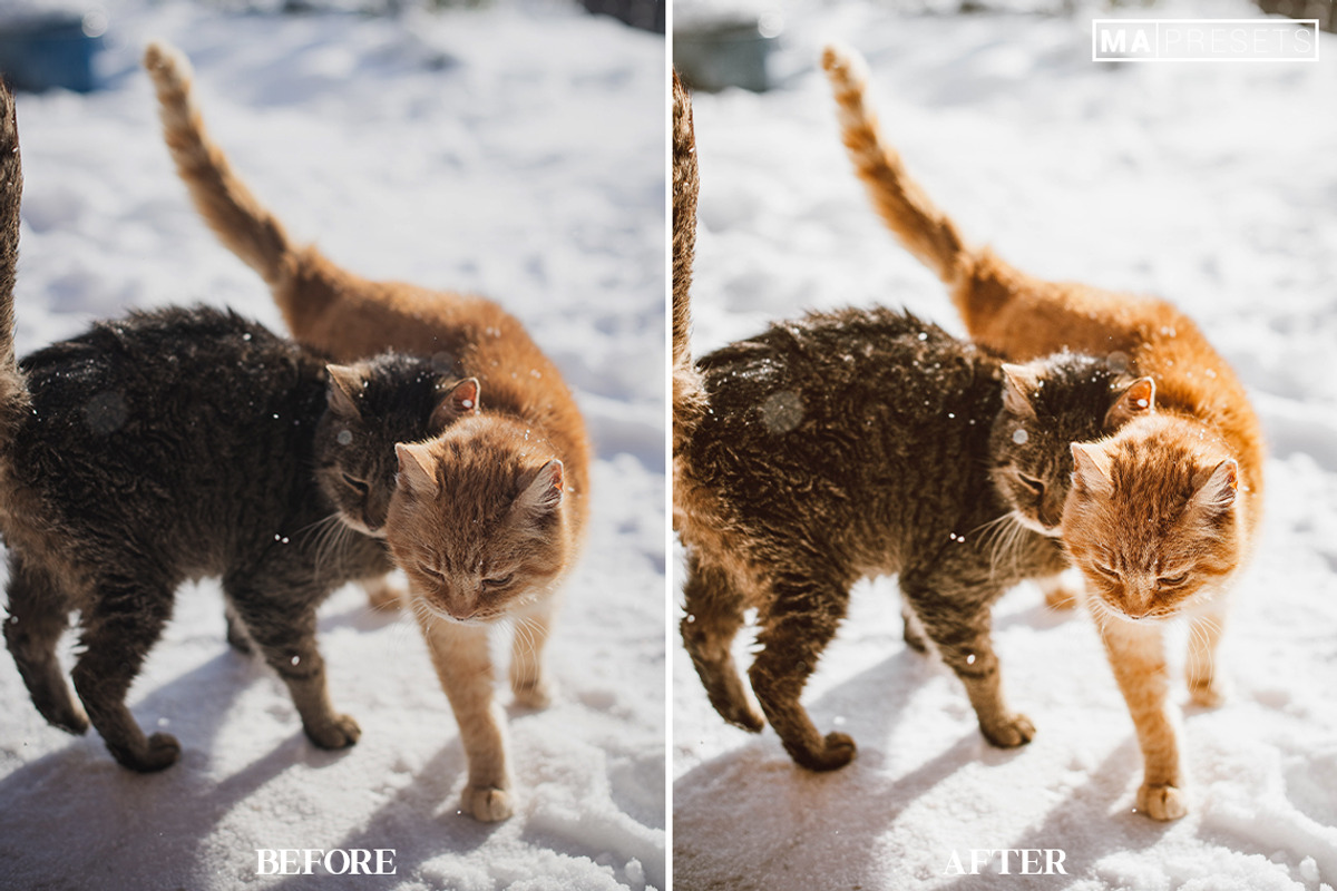 10 CAT Lightroom Presets, a Preset Add-On by MaPresets (Photo 2 of 15)