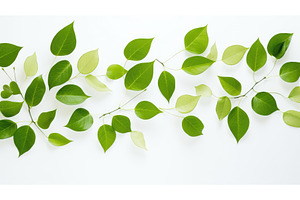 up green leaves white background ai, a Nature Photo by pikepicture