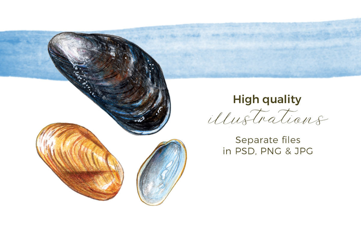 Hand-painted Seashells | 7 cliparts, an Illustration by Miriam Figueras (Photo 2 of 3)