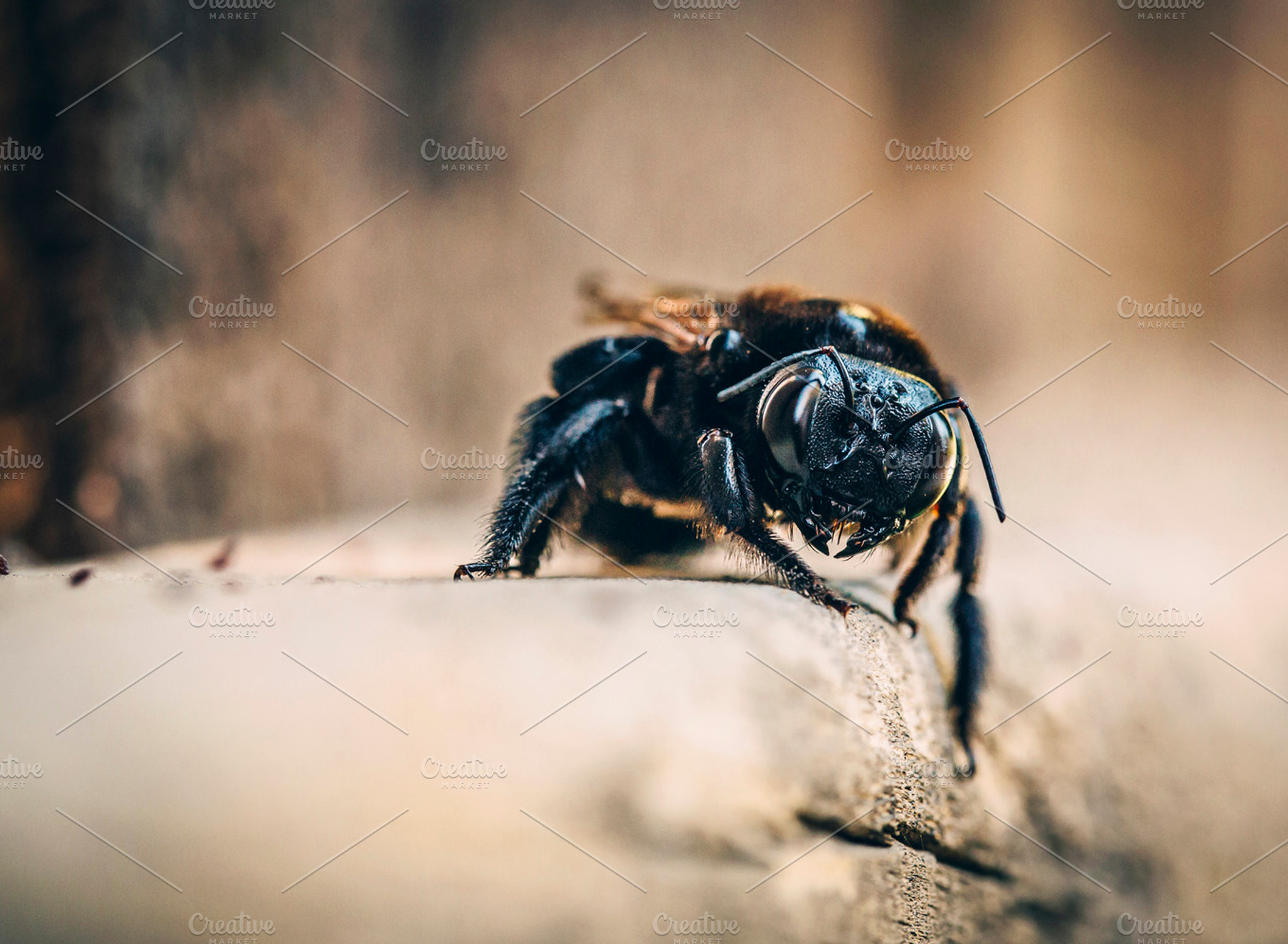 Busy Bee / Macro Shot