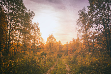 Sunset on a field with grass and trees in golden autumn. Vintage, a Nature Photo by Eugene_Photo