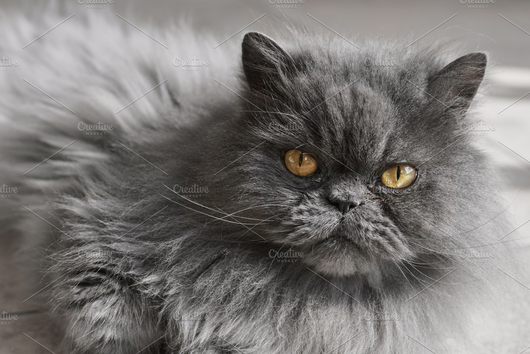 Persian cat portrait, an Animal Photo by veronika.smirnaya