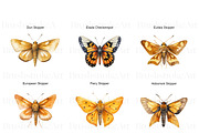 Skipper Butterfly Clipart, Butterfly, an Animal Illustration by BrushstrokeArtGB (Thumbnail 5 of 9)