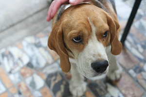 Beagle dog stock photo containing hand and silly