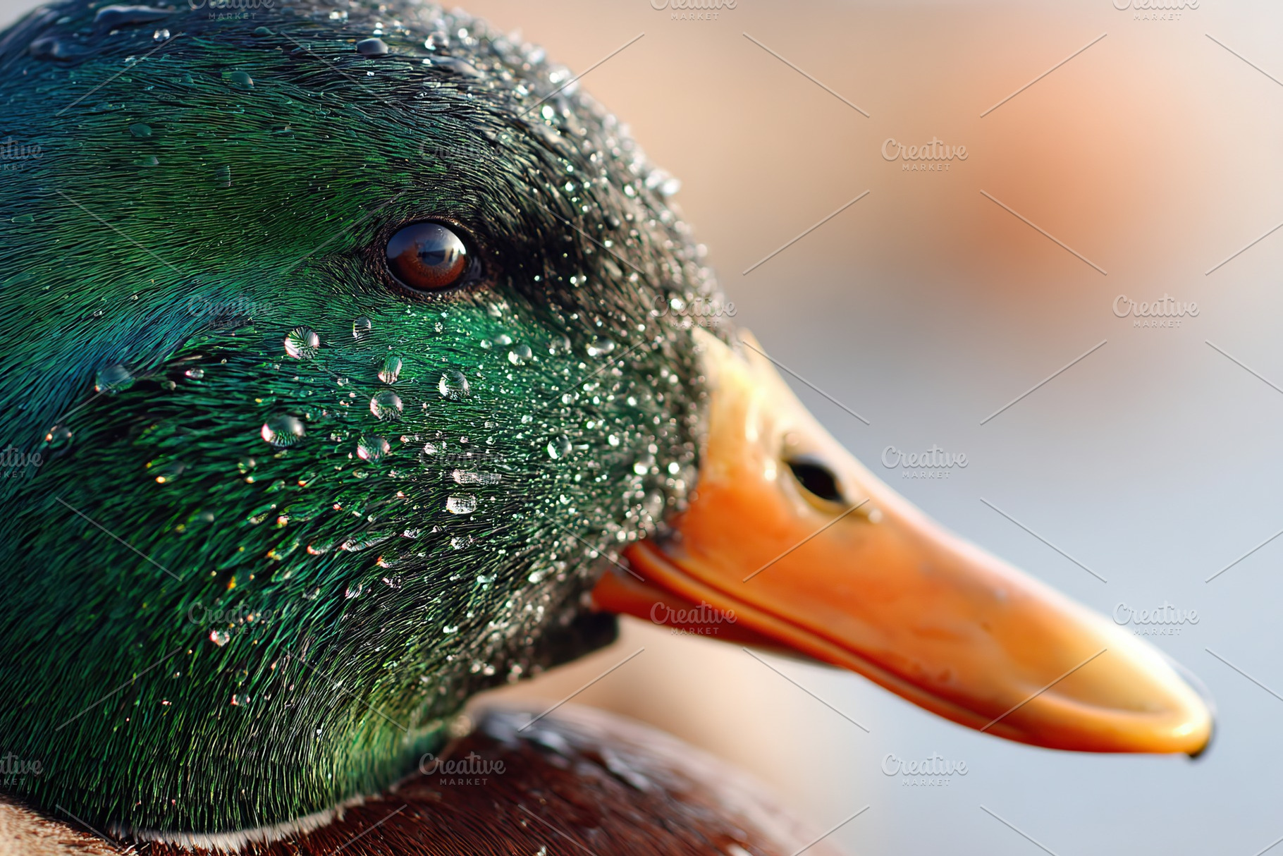 Close-up of a mallard duck with water droplets, an Animal Photo by AlyaAnd