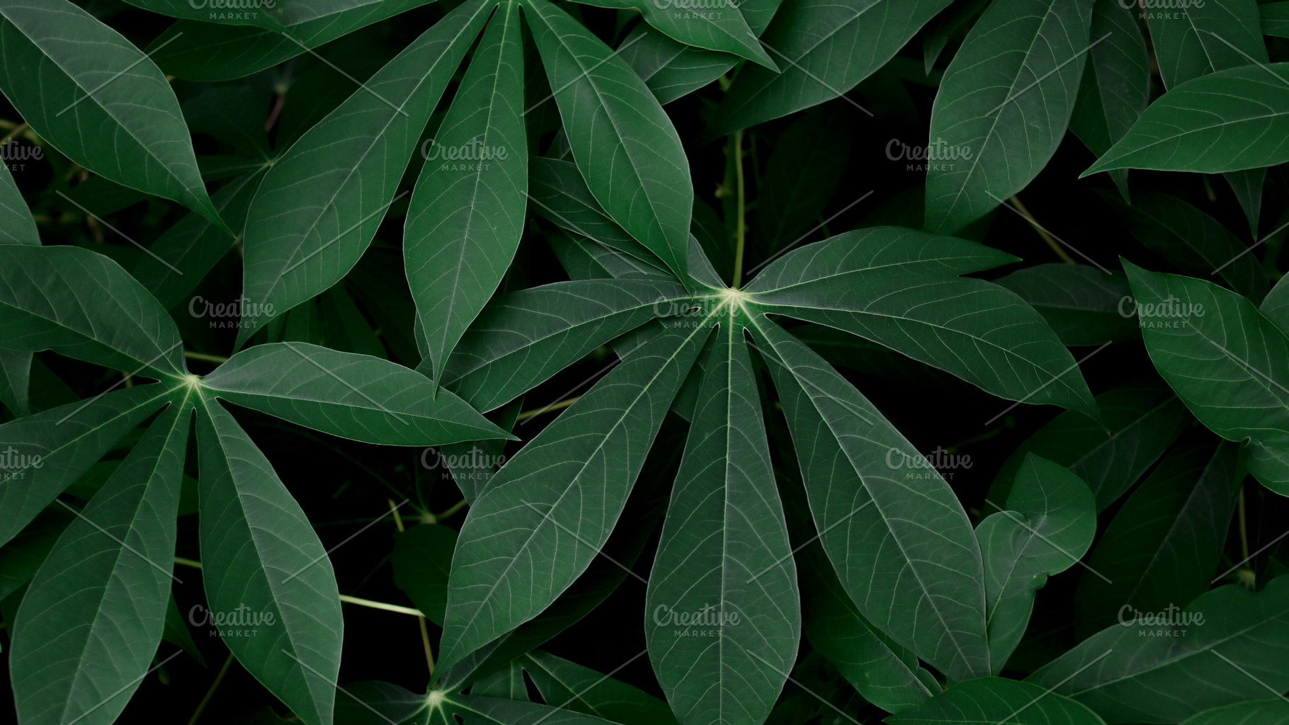 Cassava Leaves Full Frame Background, a Nature Photo by bastera