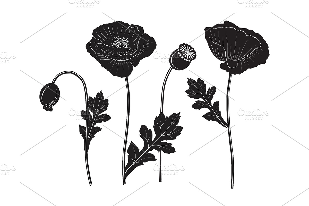 Set of poppy silhouettes, a Decorative Illustration by El Design (Photo 1 of 2)