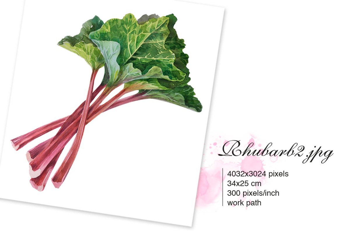 RHUBARB. Set of 4 watercolors., a Graphic by Marina.Markizova (Photo 2 of 5)