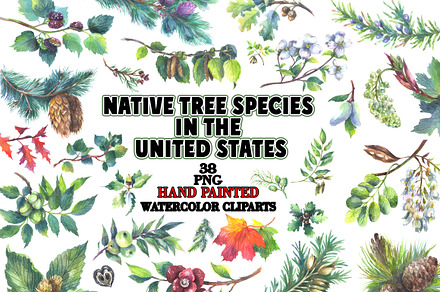 Native tree species in the USA, a Seasonal Illustration by FITALARTSNEDIGI