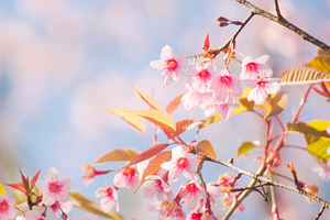 Sakura blossom stock photo containing thai and sakura