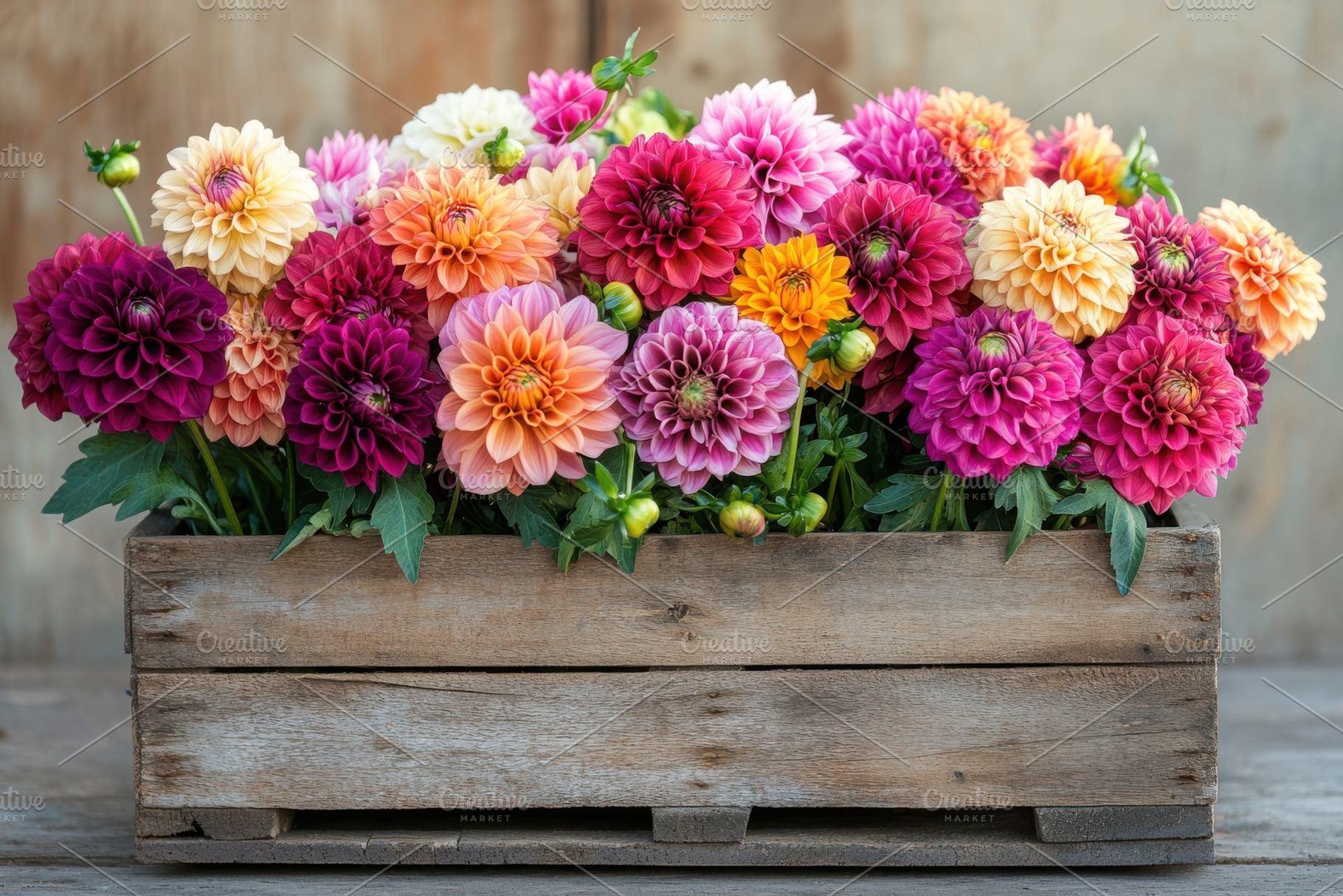 Colorful Dahlia Blooms in Rustic Woo, a Photo by Pixeness Studio