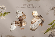 Owls Story watercolor forest clipart, an Animal Illustration by Alamella (Thumbnail 4 of 12)