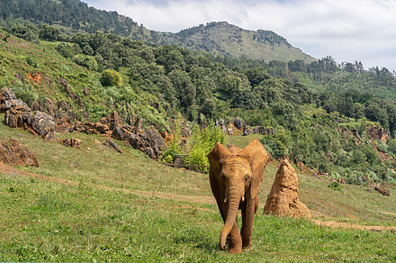 Image of a baby elephant in a zoo, an Animal Photo by jsinmas