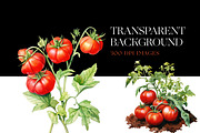 Watercolor Tomato Clipart, Vegetable, a Food Illustration by BrushstrokeArtGB (Thumbnail 5 of 9)
