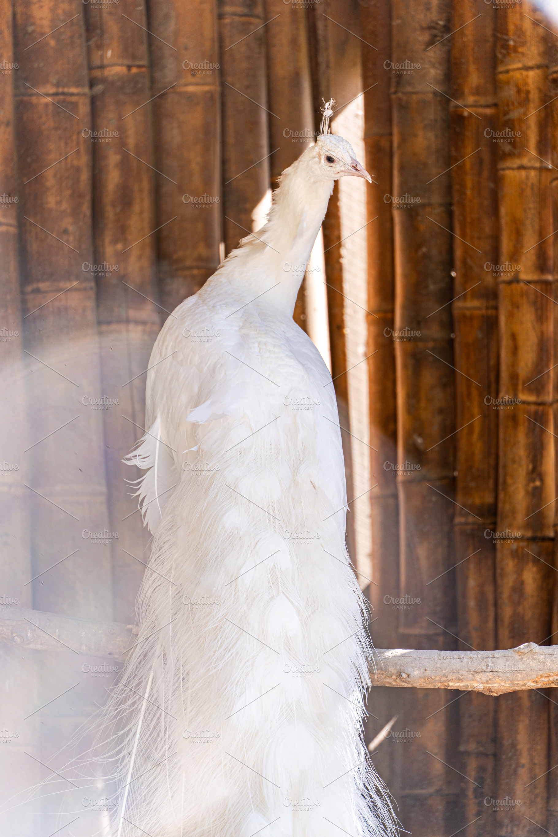 White peacock bird in the park, an Animal Photo by Anna Bogush