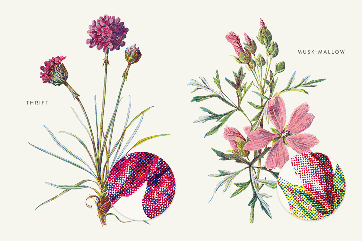 Vintage Flowers Vol.01 - Extra Large, an Illustration by Greta Ivy (Photo 17 of 18)