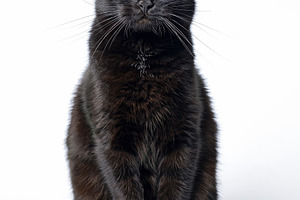 Portrait of a young black cat containing animal, cat, and black