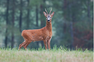 Male roe deer capreolus capreolus