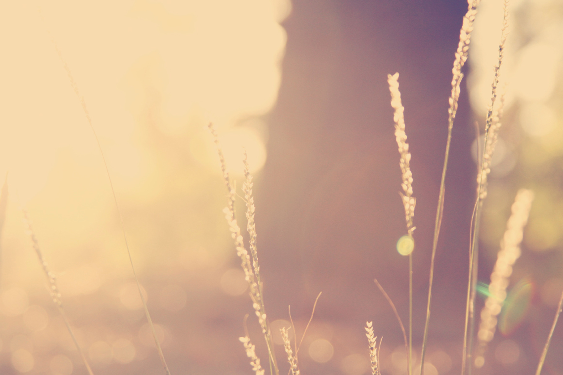 Sunset background stock photo containing sun and sunshine