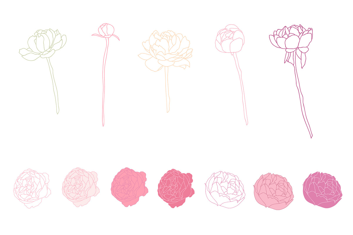 Flower Peonies preview 4
