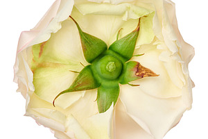 White rose, bottom view, sepals and petals close-up, a Nature Photo by ndanko
