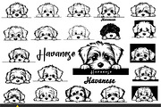 Peeking Havanese Dog Puppy Vector, an Animal Illustration by ARTify Illustrations (Thumbnail 1 of 8)