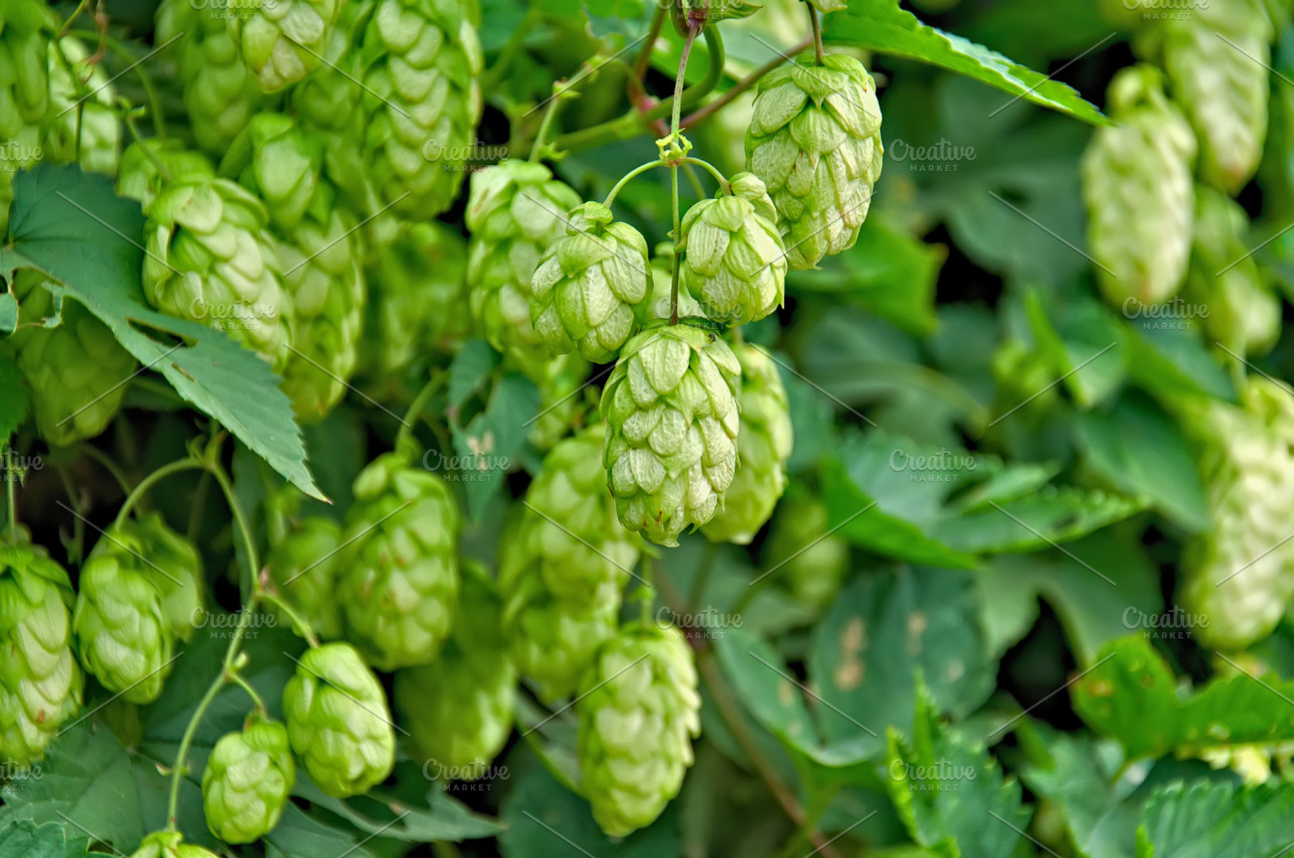 Ripe Hop