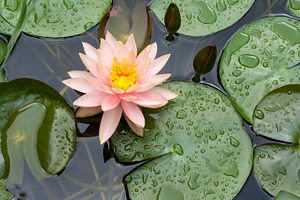 Water lily stock photograph