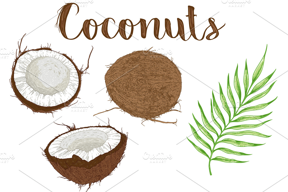 Coconut Design Kit, a Decorative Illustration by Artspace (Photo 2 of 6)