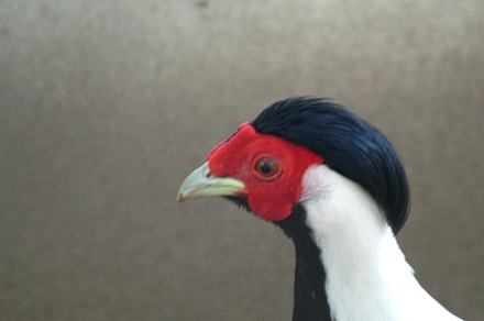 Peacock featuring bird, nature, and animal preview 6