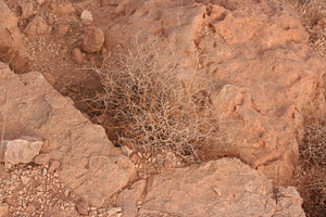 Desert Rocks & Bush