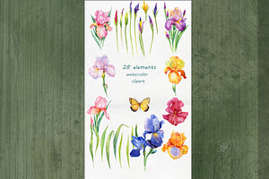 Iris Flowers. Watercolor Clipart