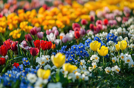 Field with different spring flowers and sunlights, a Nature Photo by AlyaAnd