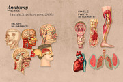 Anatomy Collage Elements 200+, an Illustration by Francesco Stefanini (Thumbnail 3 of 10)