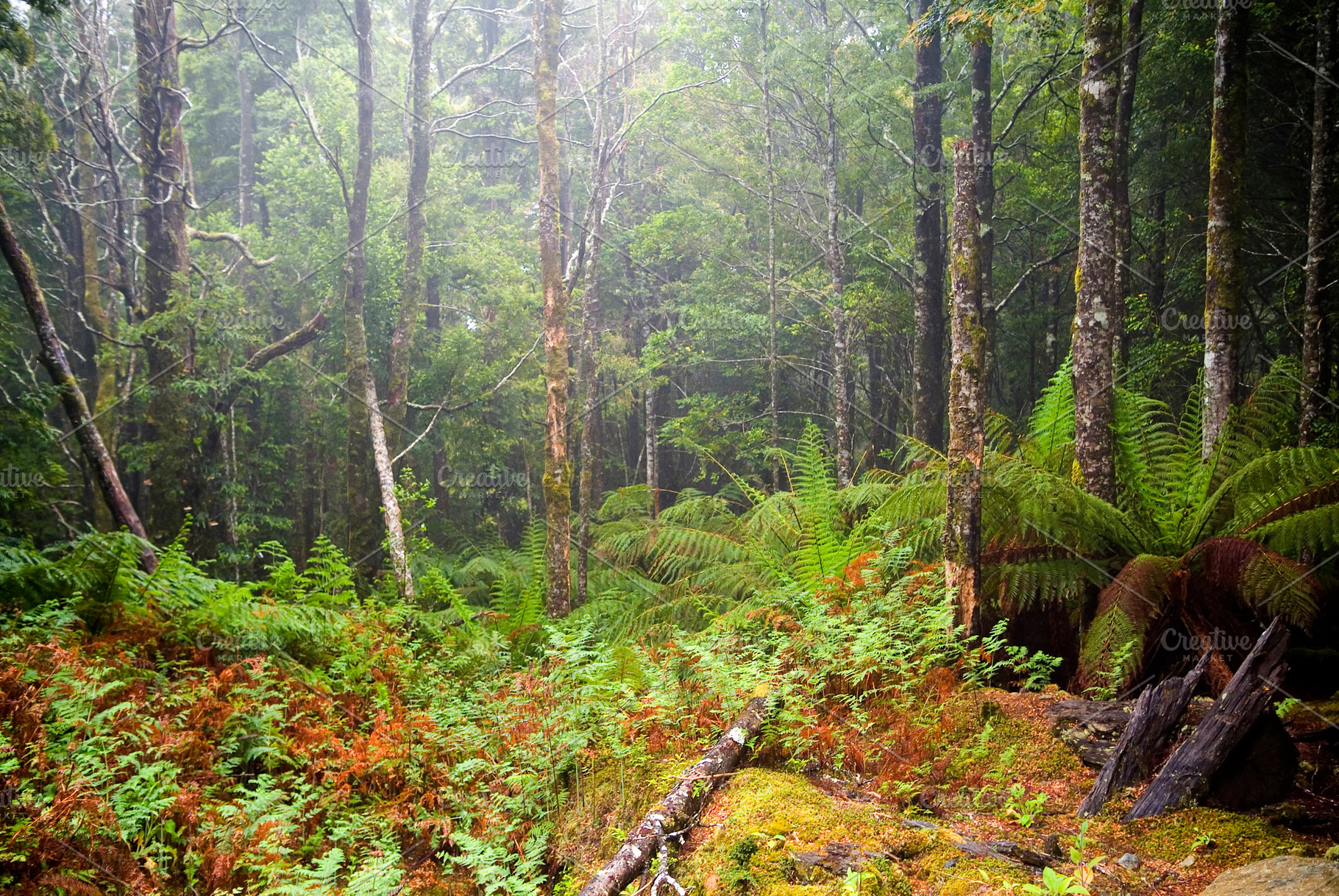 Tasmania Old Growth Forest, a Nature Photo by THP Creative