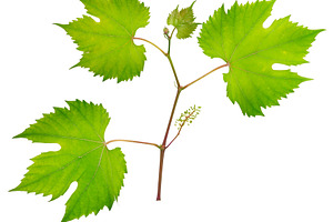 Fresh grape leaves containing grape, vine, and grapevine, a Nature Photo by Serg64