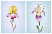 Watercolor iris flowers kit, a Texture Illustration by Sundra (Thumbnail 9 of 9)