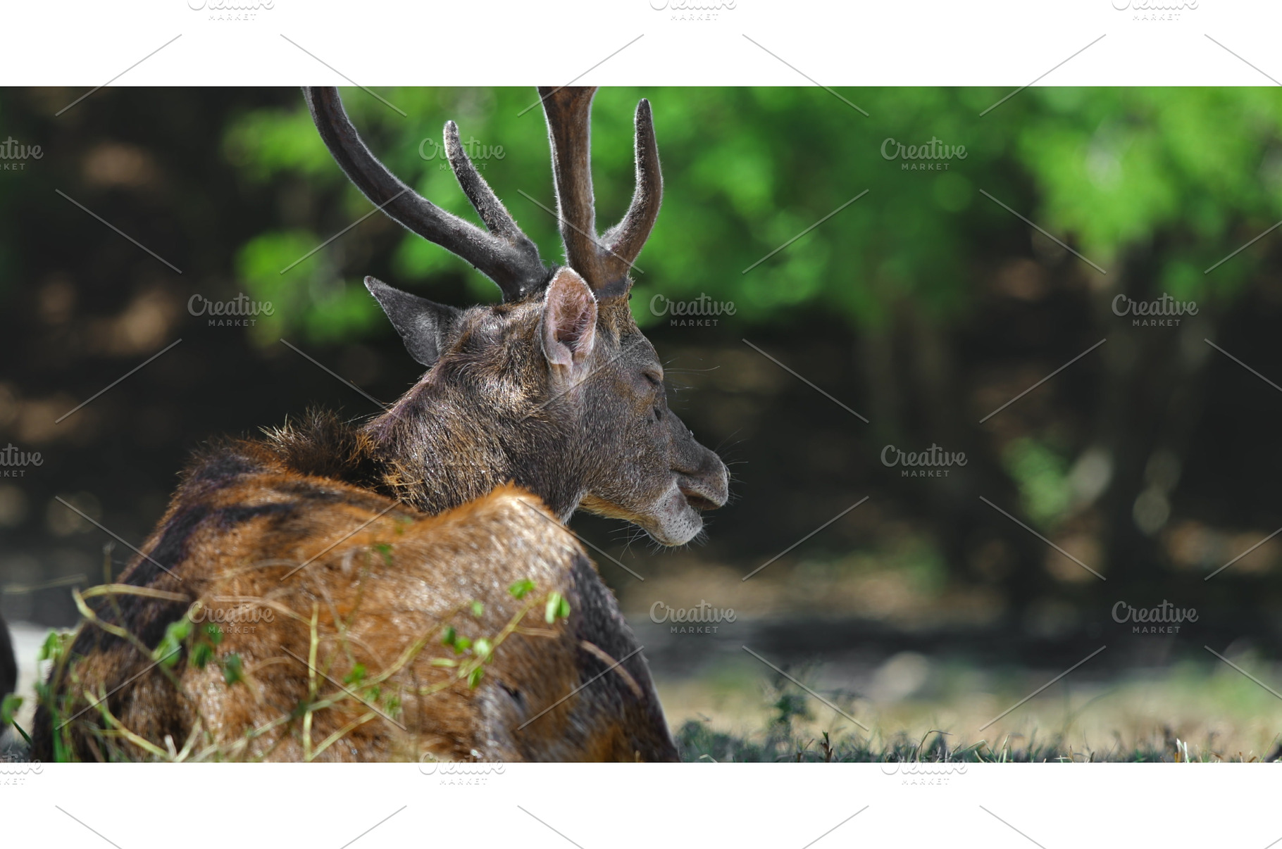 Deer resting peacefully in lush, an Animal Photo by Goinyk