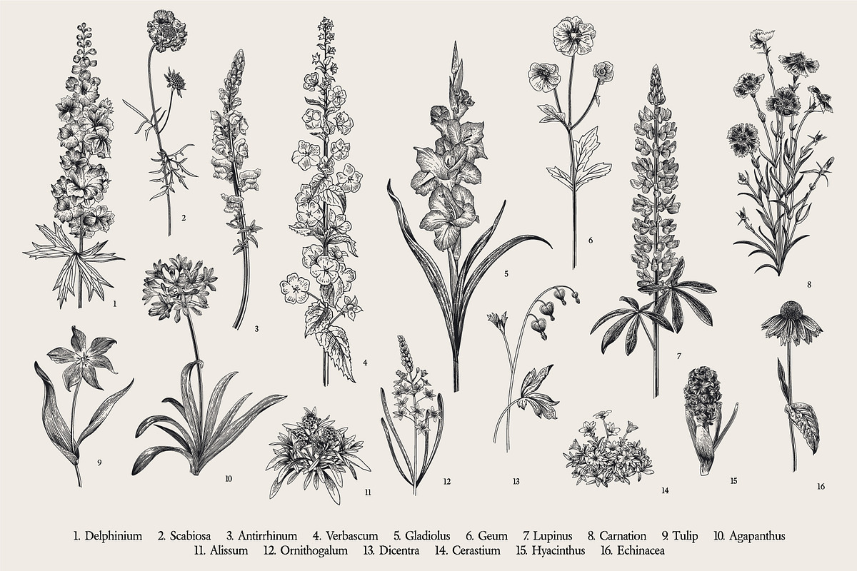 Garden Flowers. Black and white, an Illustration by olga.korneeva (Photo 4 of 5)