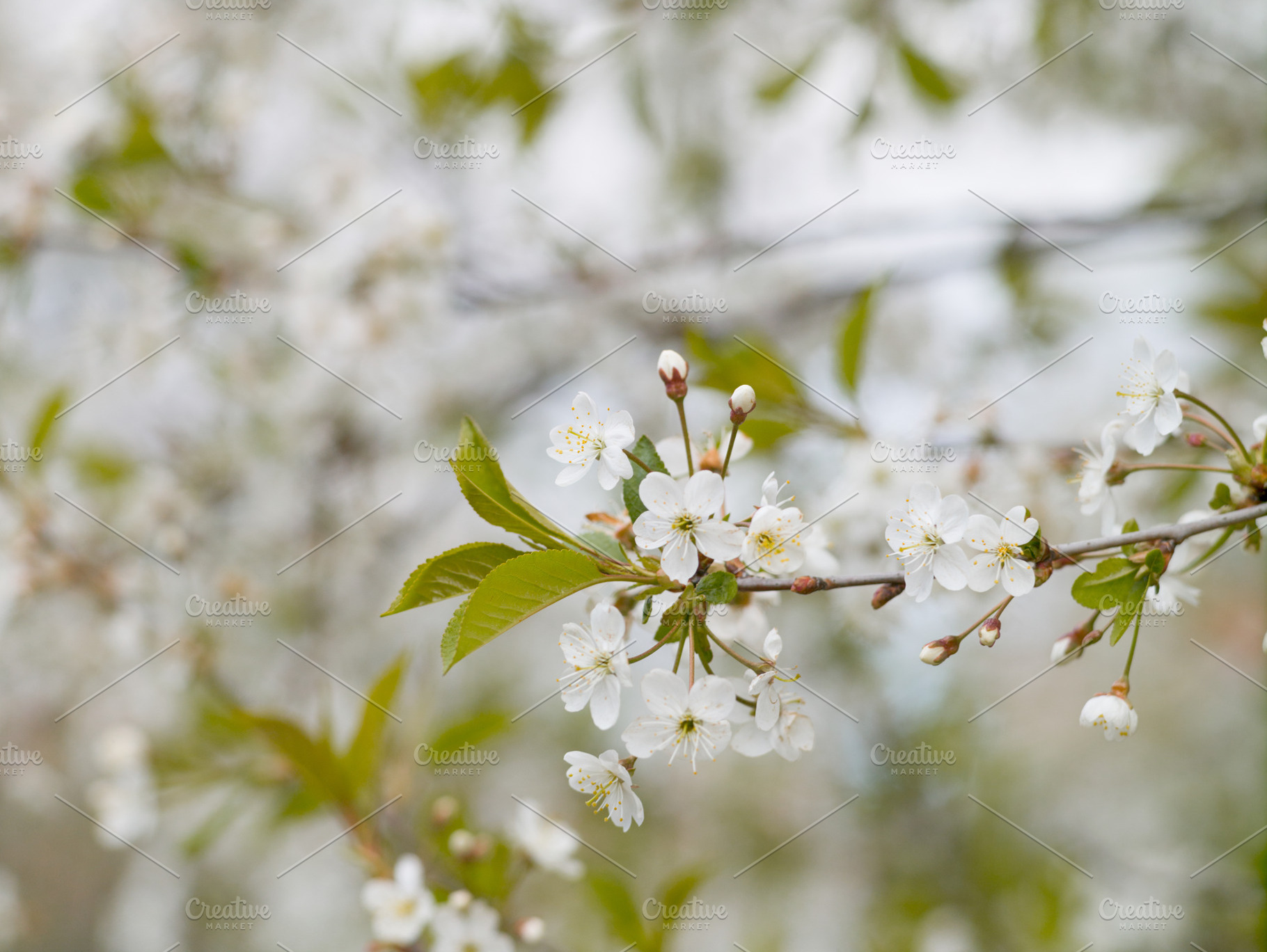 Blooming white cherry in spring day featuring blossom, flower, and white, a Nature Photo by oleghz
