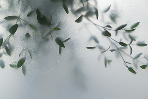 Soft green leaves behind frosted gla, a Nature Photo by Edalin's Store