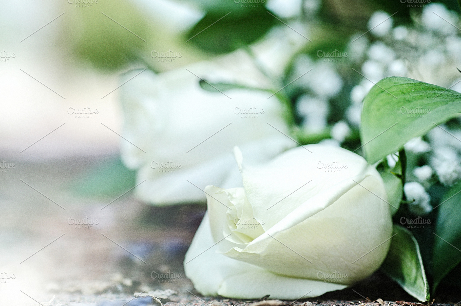 White rose white flower featuring white, nature, and flower, a Nature Photo by The LUV Stock Photos